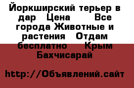 Йоркширский терьер в дар › Цена ­ 1 - Все города Животные и растения » Отдам бесплатно   . Крым,Бахчисарай